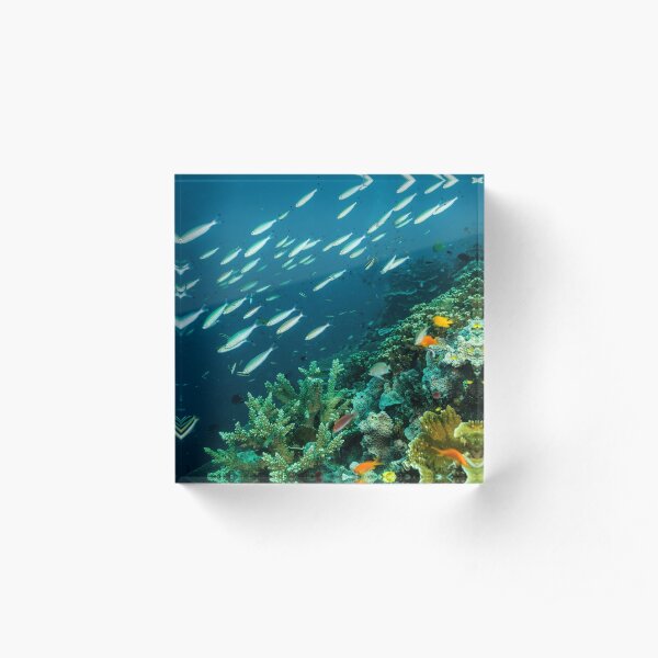 Life on the Reef Acrylic Block