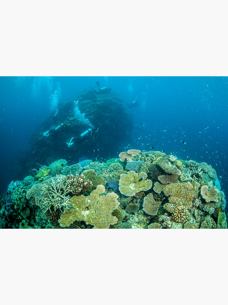 Reef explorers by DavidWachenfeld