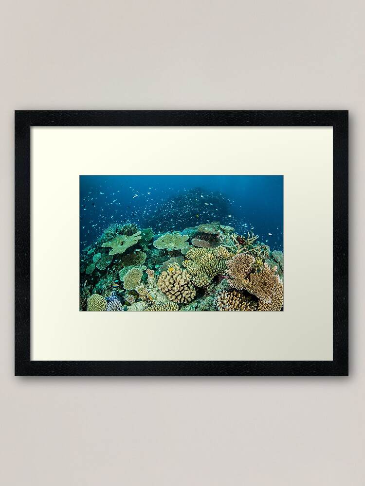Alternate view of Coral reef- cradle of life Framed Art Print