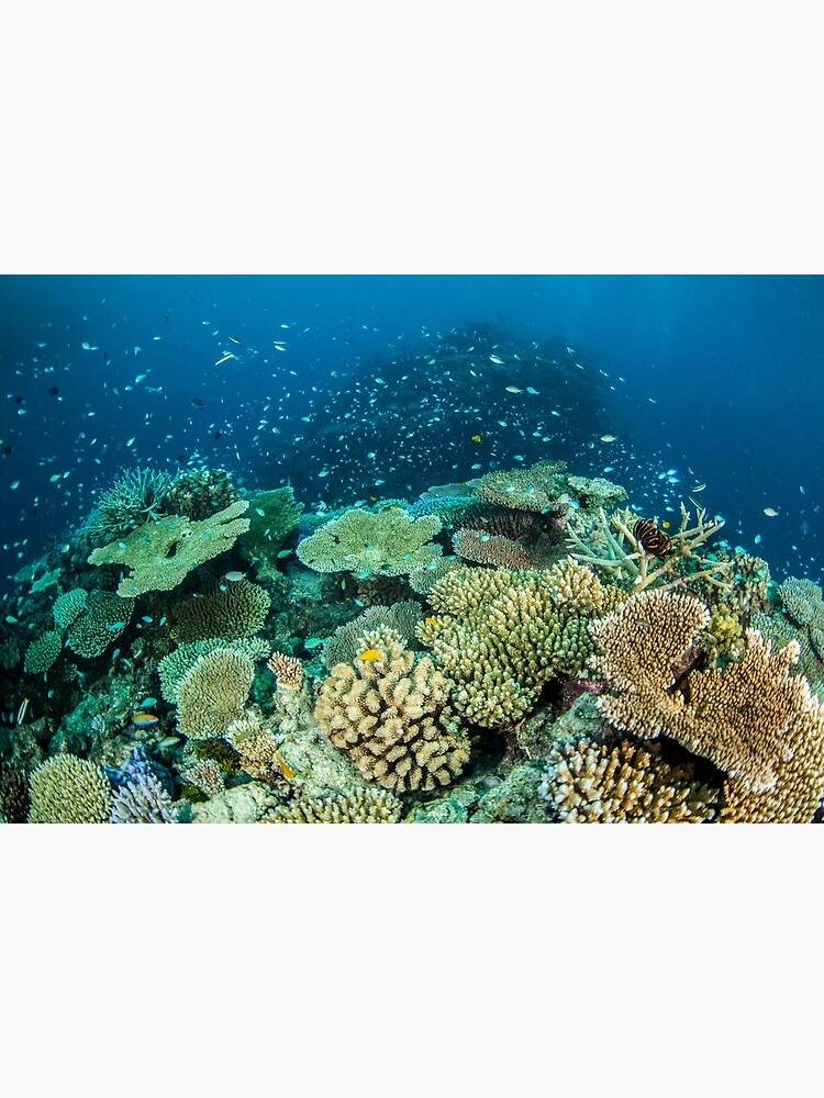 Coral reef- cradle of life by DavidWachenfeld