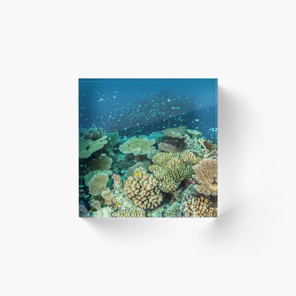 Coral reef- cradle of life Acrylic Block