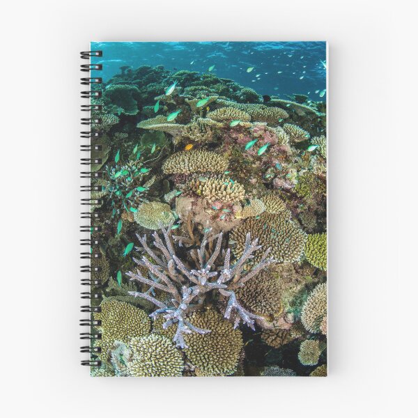 Item preview, Acropora designed and sold by David Wachenfeld.