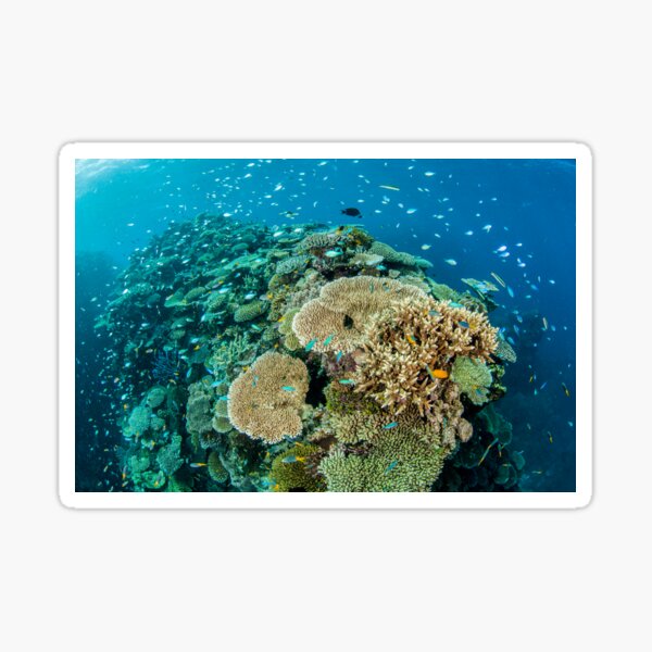 Acropora Sticker