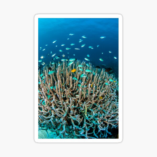 Damsels in the staghorn Sticker