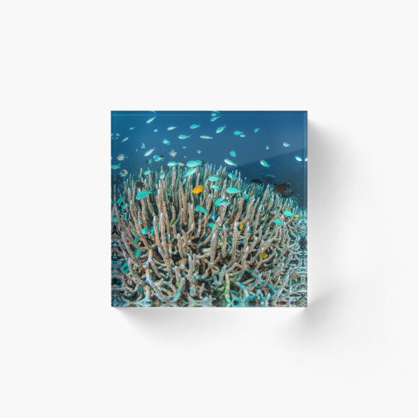 Damsels in the staghorn Acrylic Block