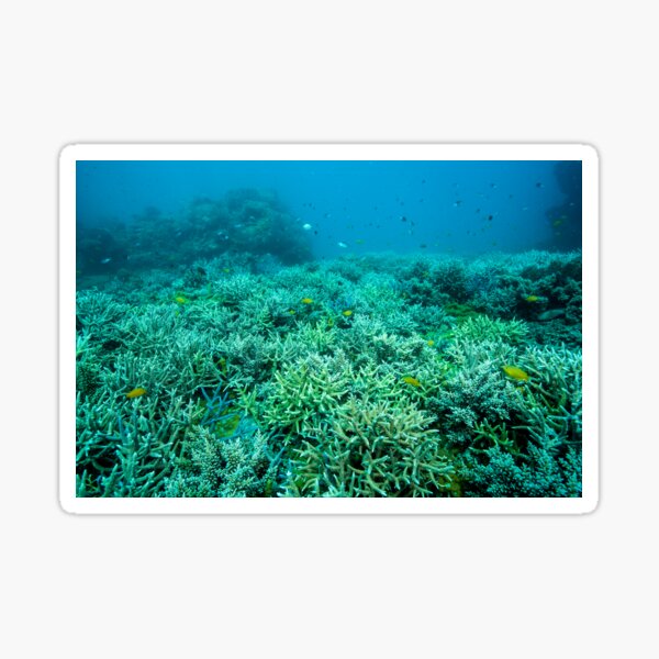 Coral gardens Sticker