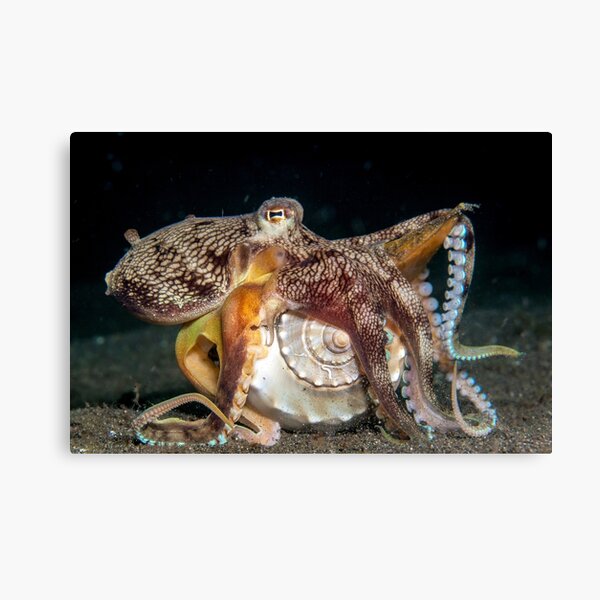 Mine! Mine! Mine! Canvas Print