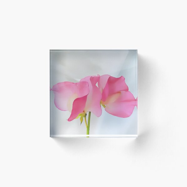 Sweetpea. Acrylic Block