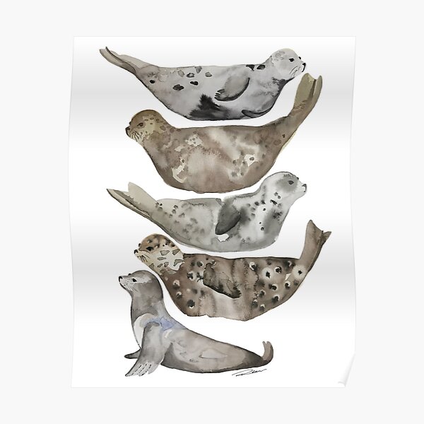 Seals of La Jolla Poster