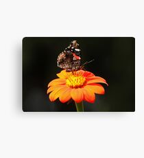 Autumn Red Admiral Canvas Print
