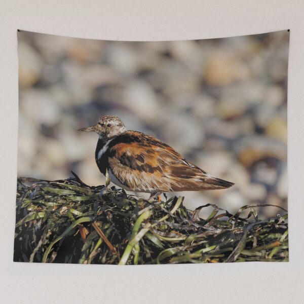 Item preview, Ruddy Turnstone at the Beach designed and sold by walkswithnature.