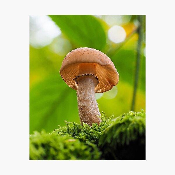 Honey Mushroom  Photographic Print