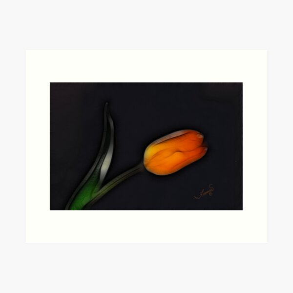 Orange Tulip Bending Toward the Light Art Print