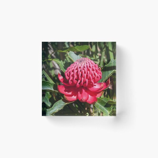 Item preview, Waratah 3 designed and sold by Fran Woods.