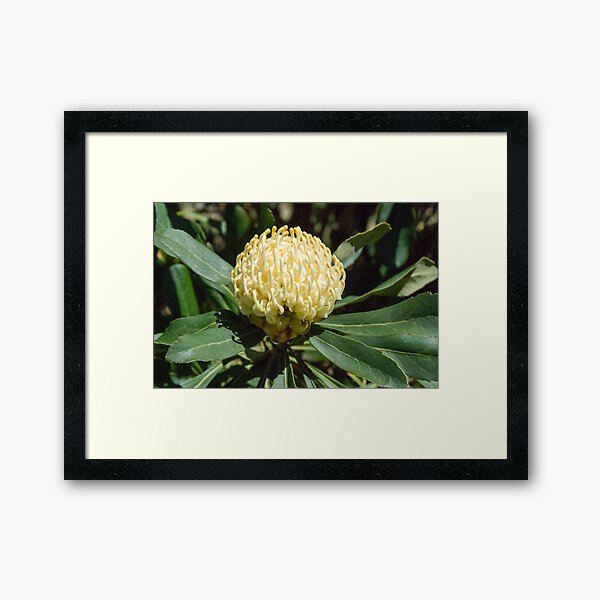 White Waratah 2 Framed Art Print