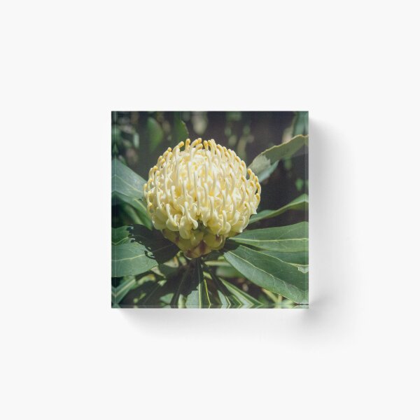 Item preview, White Waratah 2 designed and sold by Fran Woods.