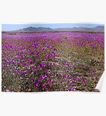Blossoming Atacama Desert Poster
