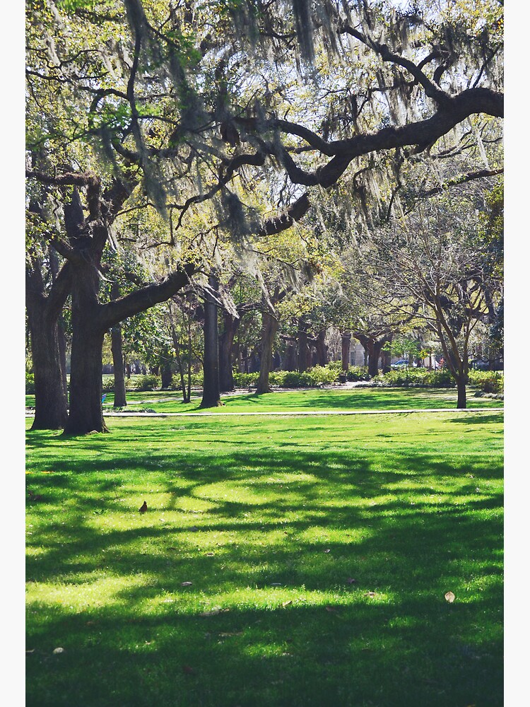 What's Hanging from the Trees in Savannah? - Spanish Moss