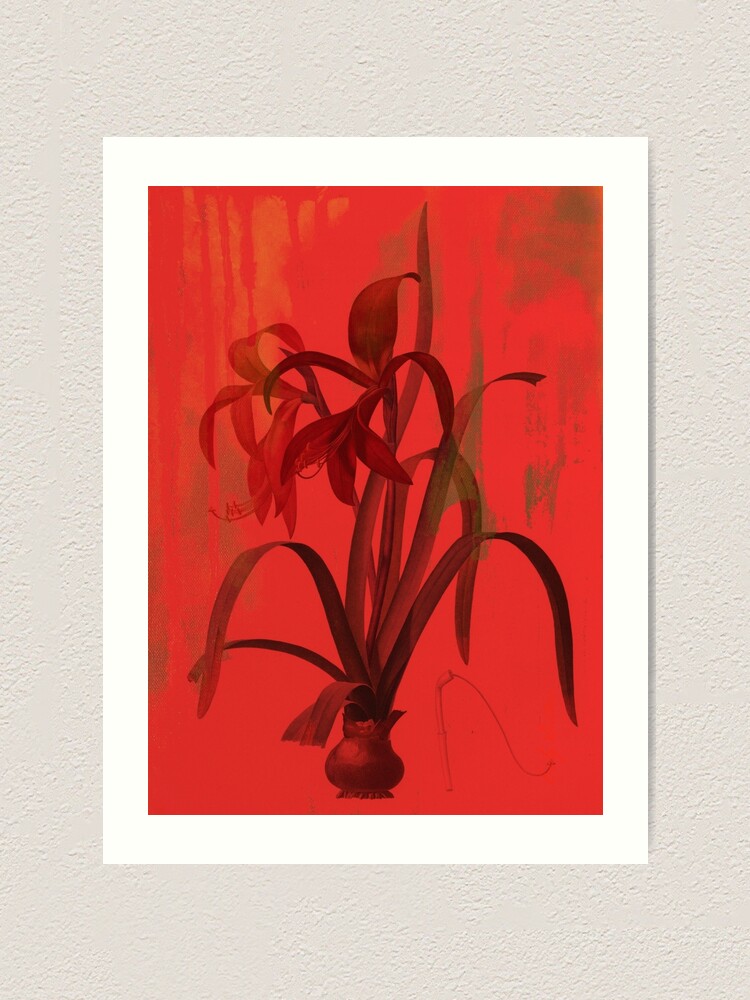 Alternate view of Botanical Print-Amaryllis Art Print