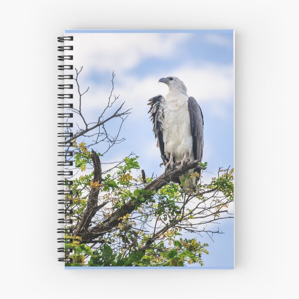 Item preview, A majestic white bellied Sea Eagle at Corroboree Billabong designed and sold by Danielasphotos.