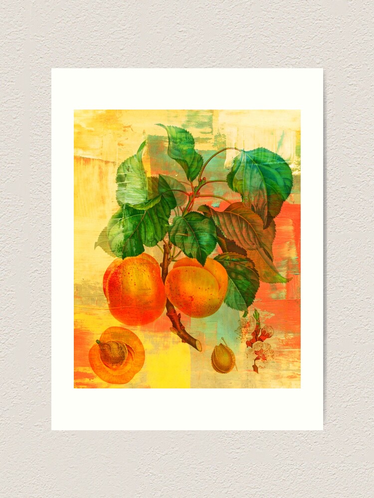 Alternate view of Botanical Print with a Modern Twist- Apricots- Peaches Art Print