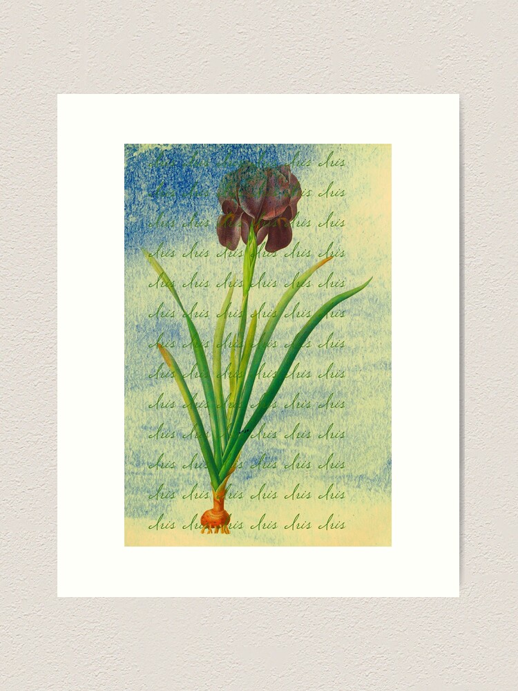 Alternate view of Botanical Print-"Iris"  Art Print