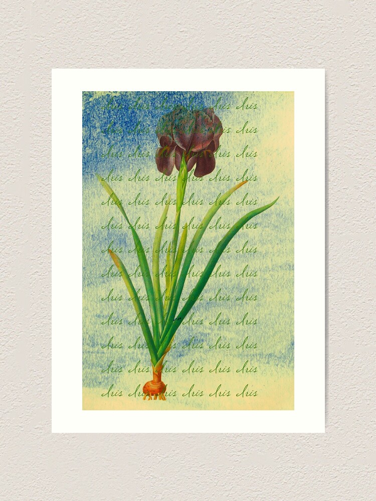 Alternate view of Botanical Print-"Iris" Art Print