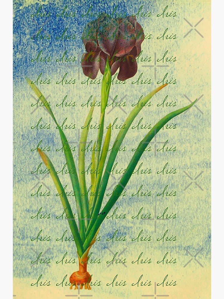 Thumbnail 3 of 3, Art Print, Botanical Print-"Iris" designed and sold by Matlgirl.