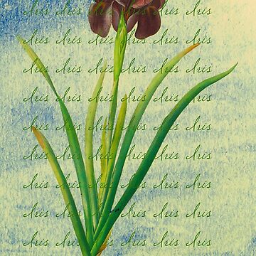 Artwork thumbnail, Botanical Print-"Iris" by Emily Gartner