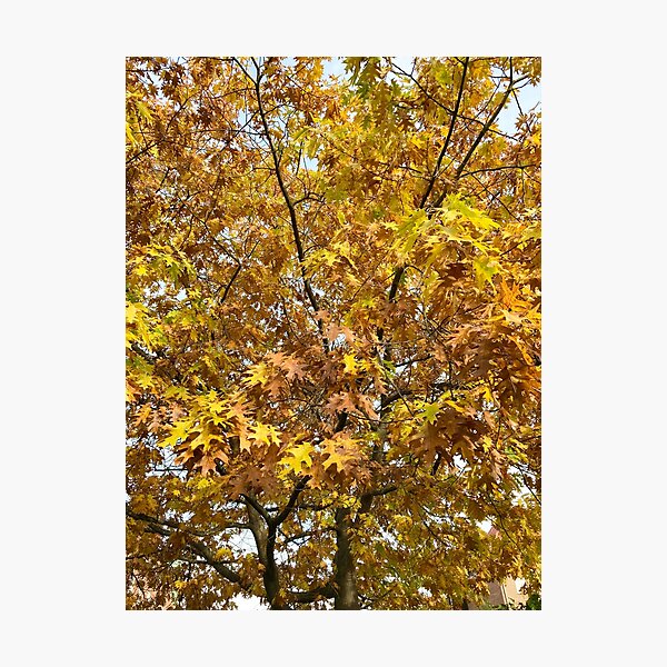 Item preview, Autumn/Fall  Tree Golden Leaves designed and sold by ZophiaSolaris.