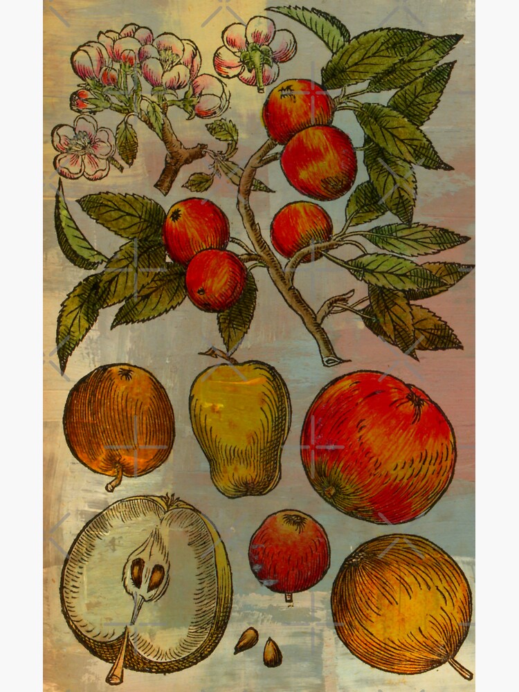 Botanical Print-Fruit Botanicals-Apples-Pears by Matlgirl
