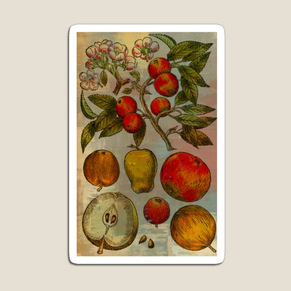 Botanical Print-Fruit Botanicals-Apples-Pears Magnet