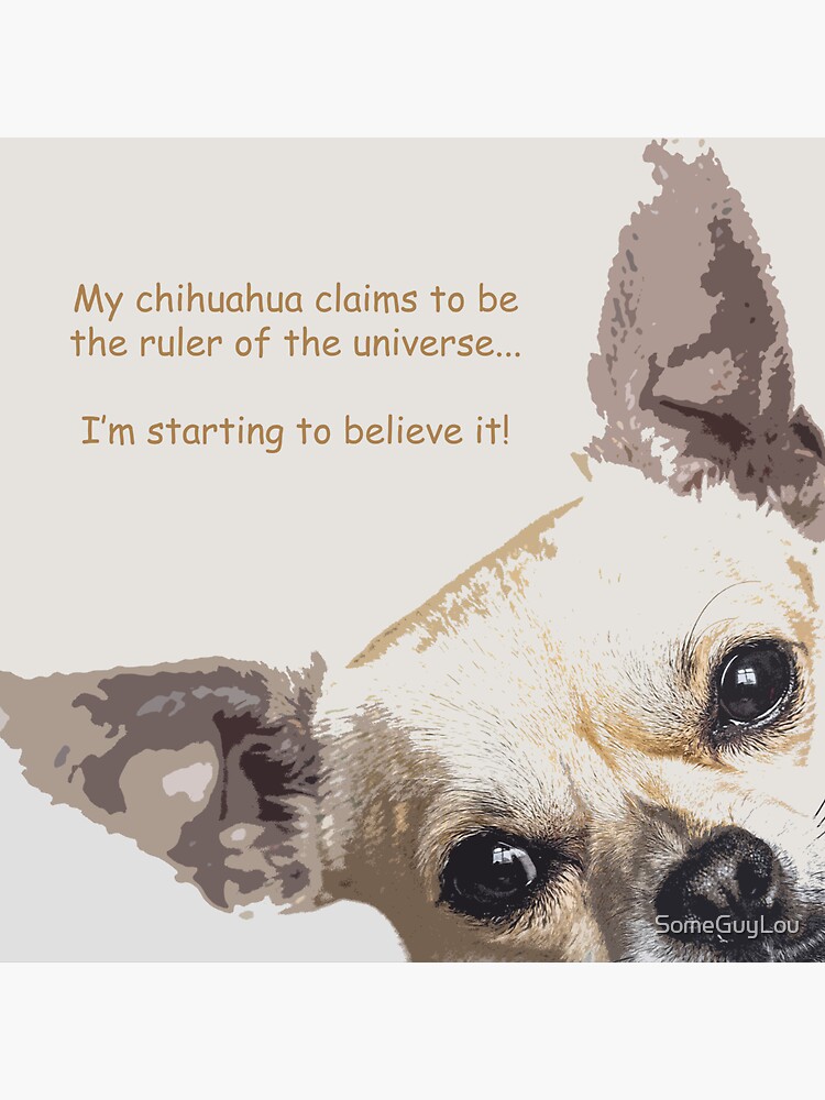 My chihuahua claims to be the ruler of the universe I m