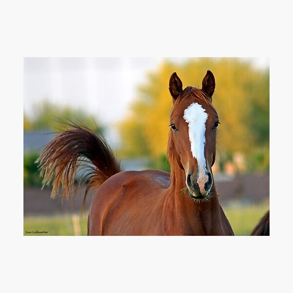 Chestnut Star Photographic Print