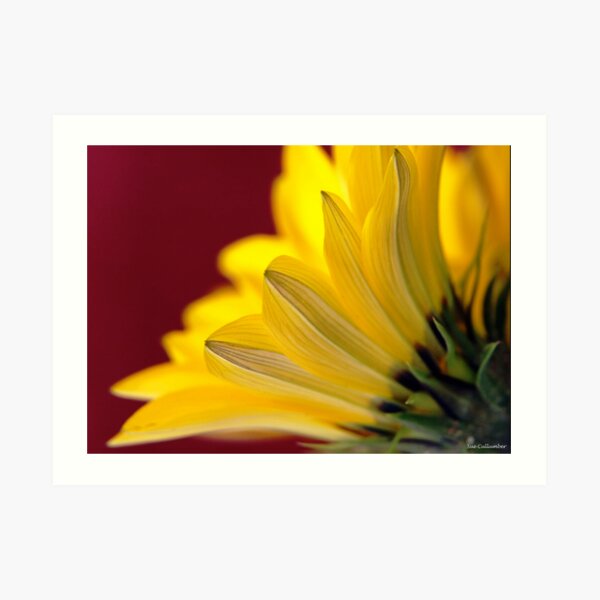 Petals Art Print