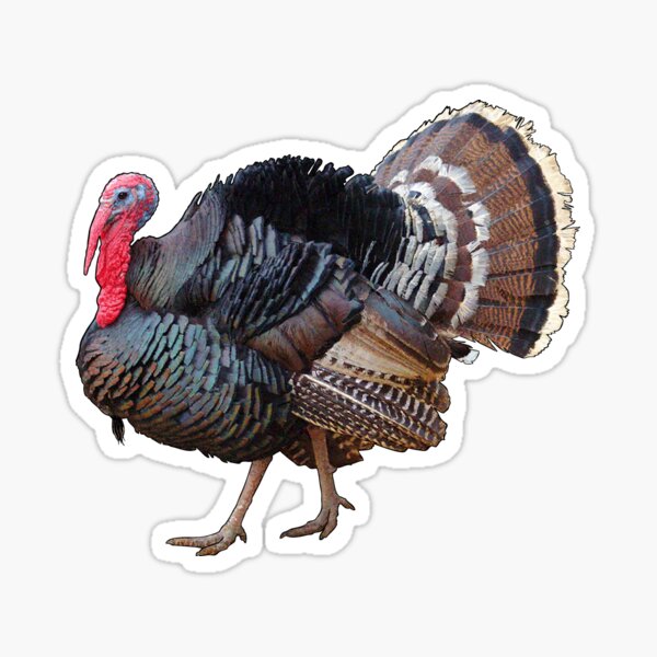 Turkey Thanksgiving Stickers Redbubble - how to get turkey head in roblox
