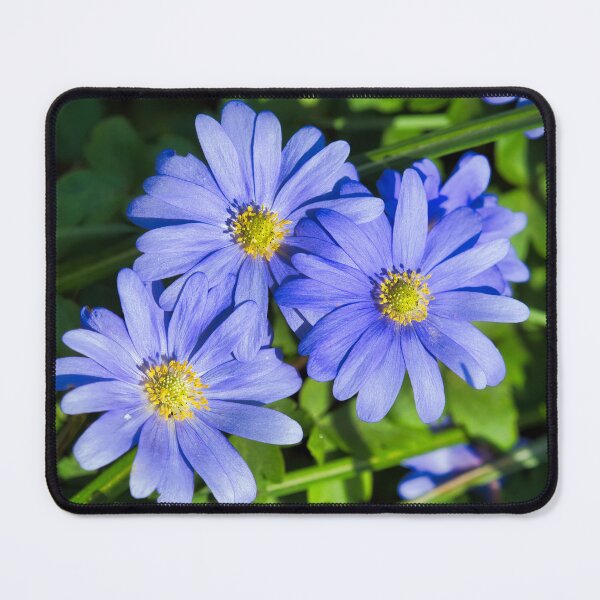 Item preview, Anemone Blanda designed and sold by Dorset Girl.