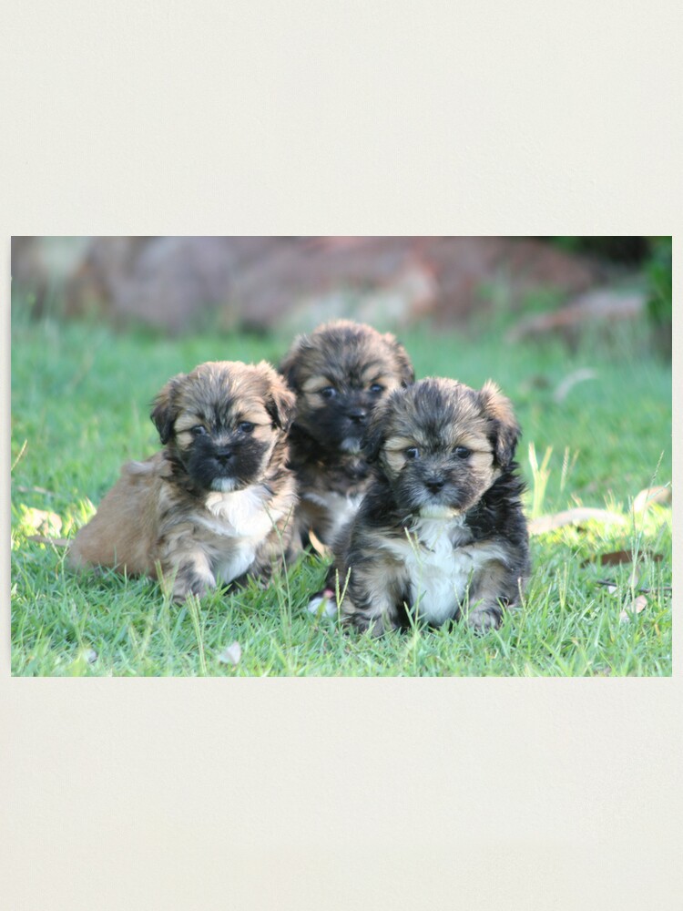Alternate view of Three times cute Photographic Print