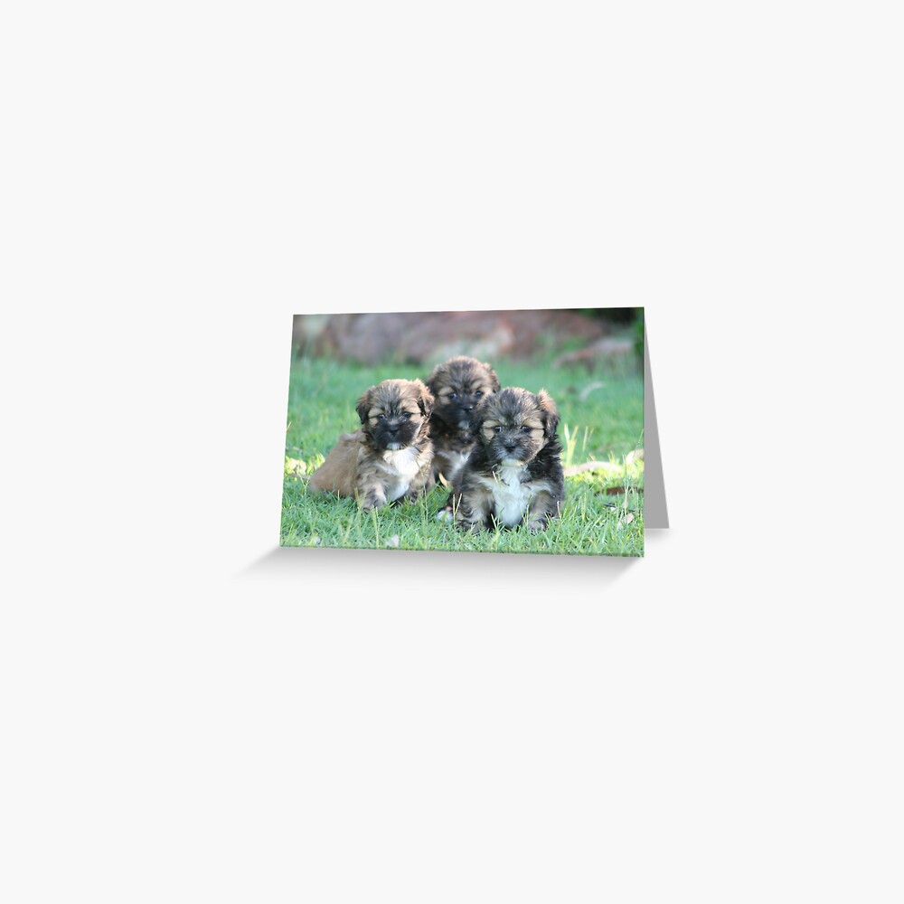 Three times cute Greeting Card