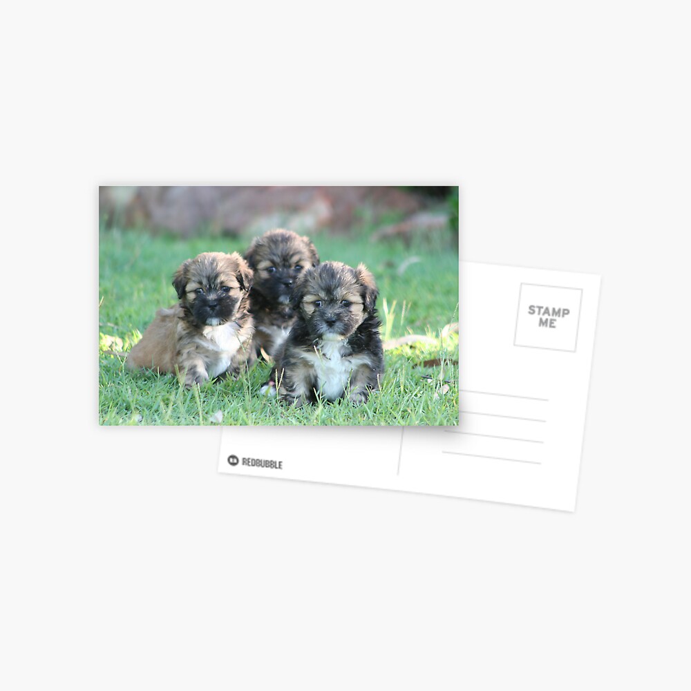 Three times cute Postcard