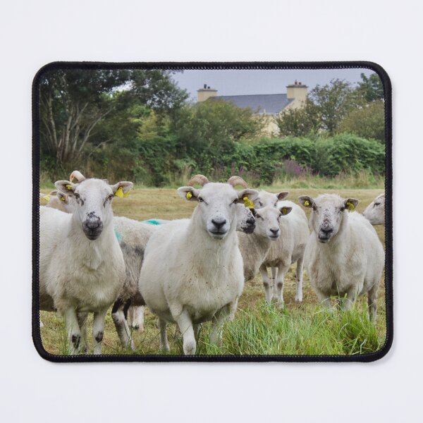 Item preview, Irish Sheep in Field designed and sold by ktmobrien.