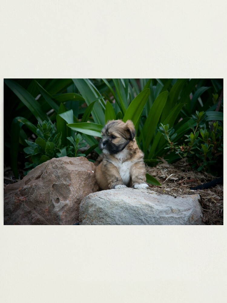 Alternate view of I am the King Photographic Print