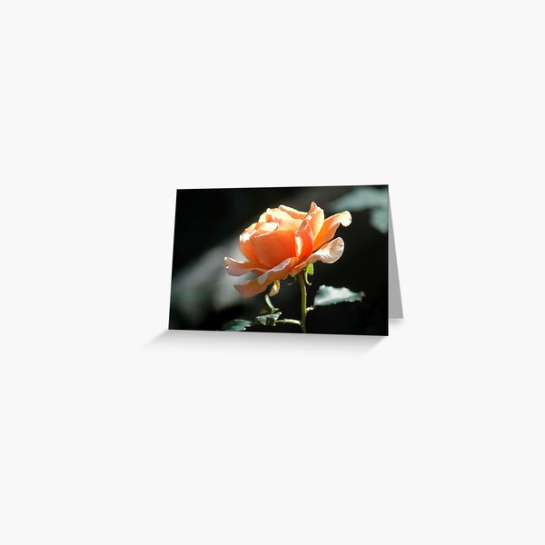 Perfect in Peach Greeting Card