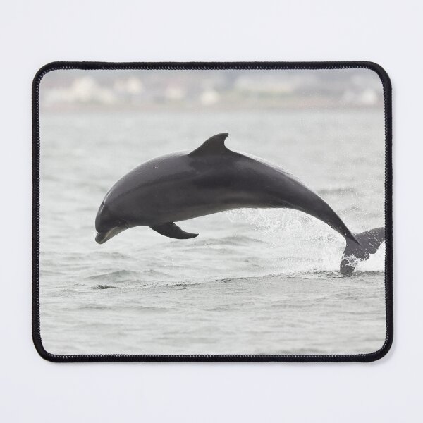 Item preview, Close action breaching dolphin designed and sold by chanonry.