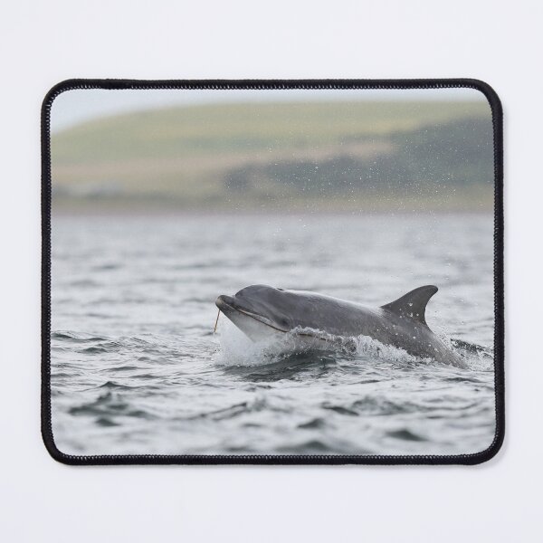 Item preview, Copy of Close action breaching dolphin designed and sold by chanonry.