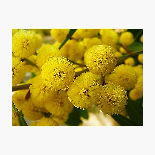 Yellow Wattle Photographic Print