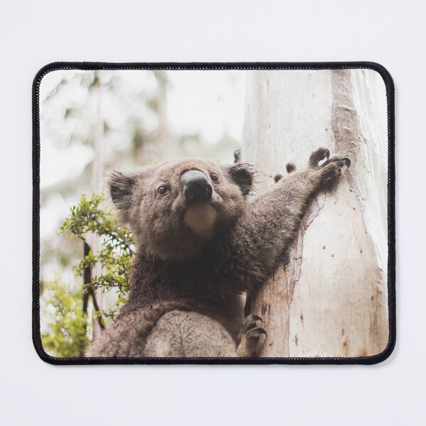 Item preview, Koala in Gum Tree designed and sold by timmyvincent.