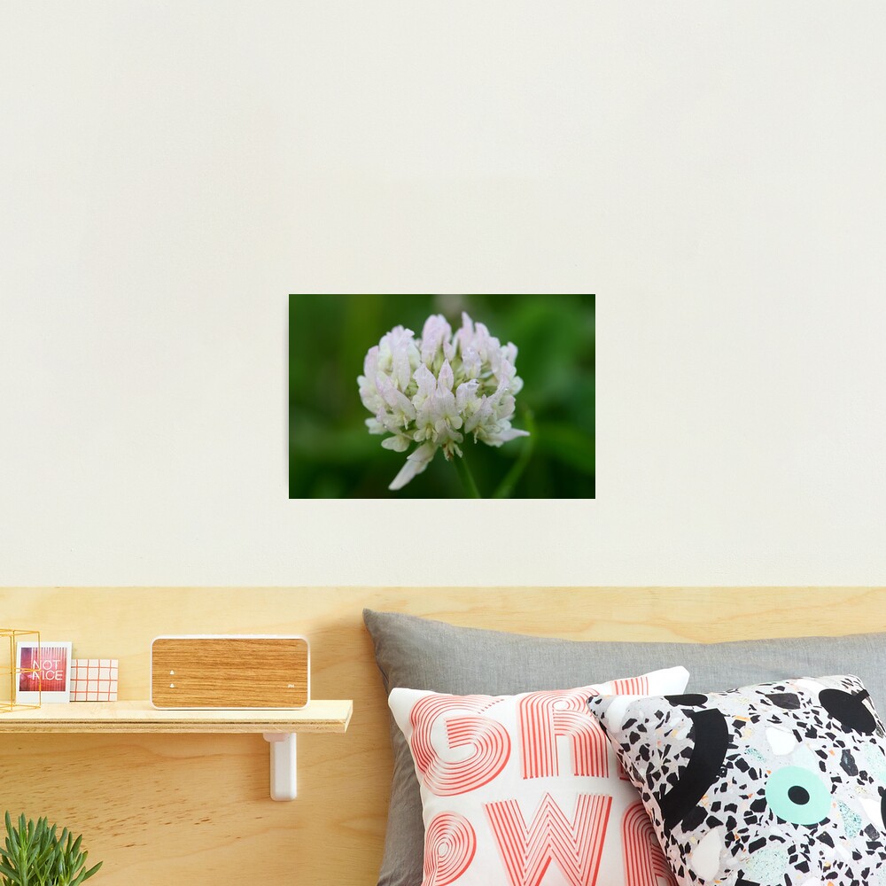 Red Clover Flower Photographic Print