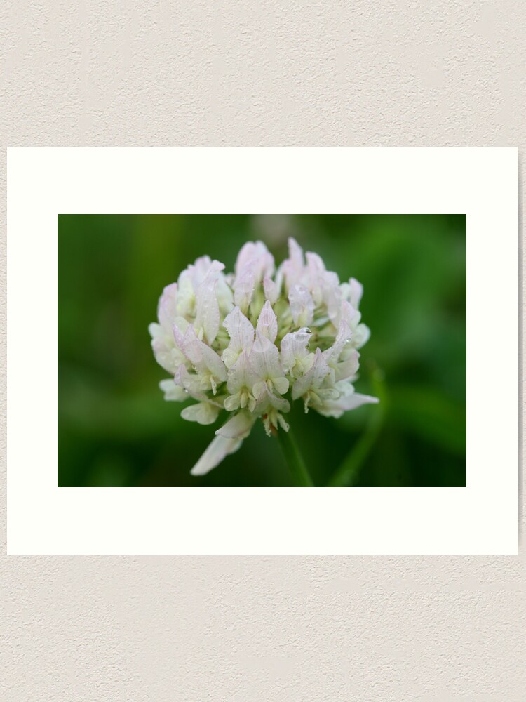 Thumbnail 1 of 3, Art Print, Red Clover Flower designed and sold by theoddshot.
