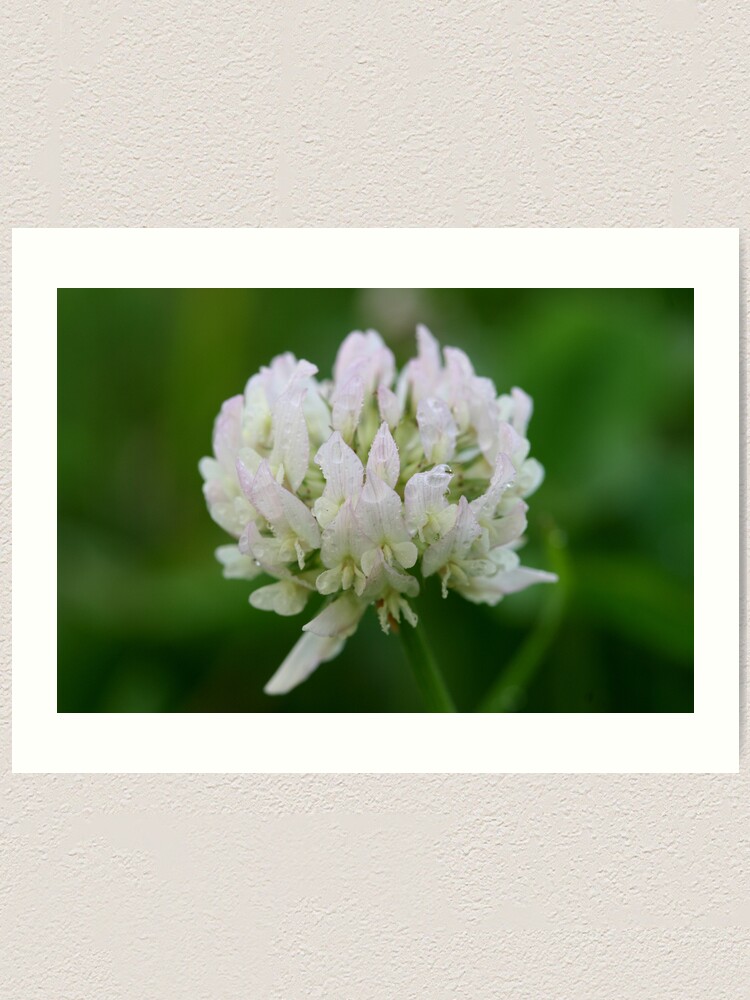 Alternate view of Red Clover Flower Art Print